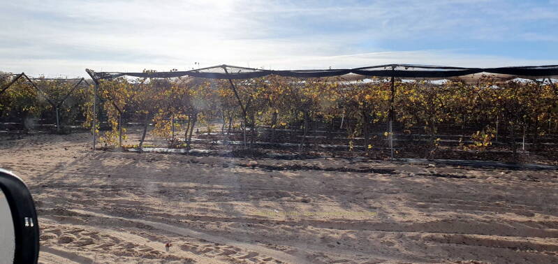 Druiven, zover als het oog rijkt. Druiven op woestijngrond.