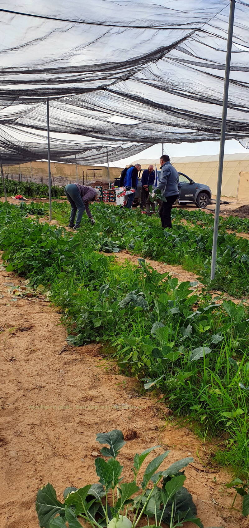 Zo veel, en ook aubergines