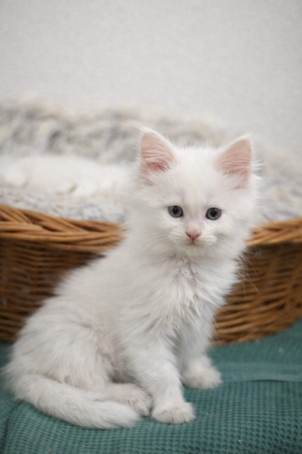 Femelle Blanche Disponible