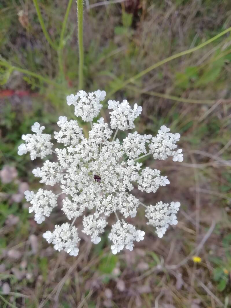 Wilde peen in de Nederlandse berm