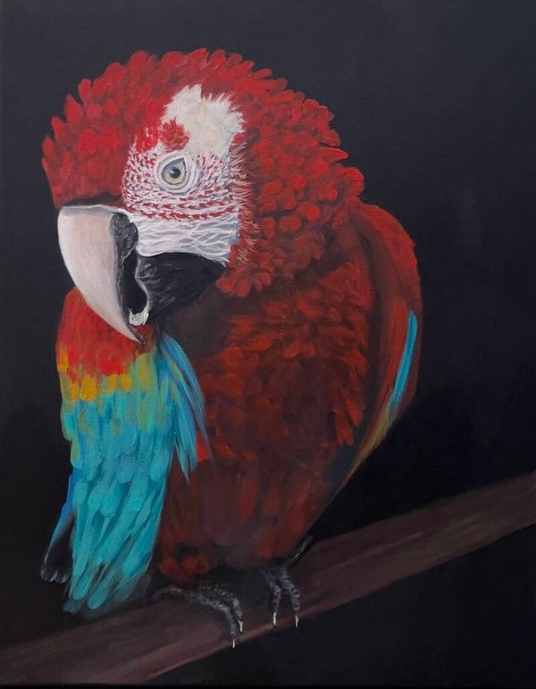‘Hello” Original Parrot Painting In Acrylic on 16x20 canvas