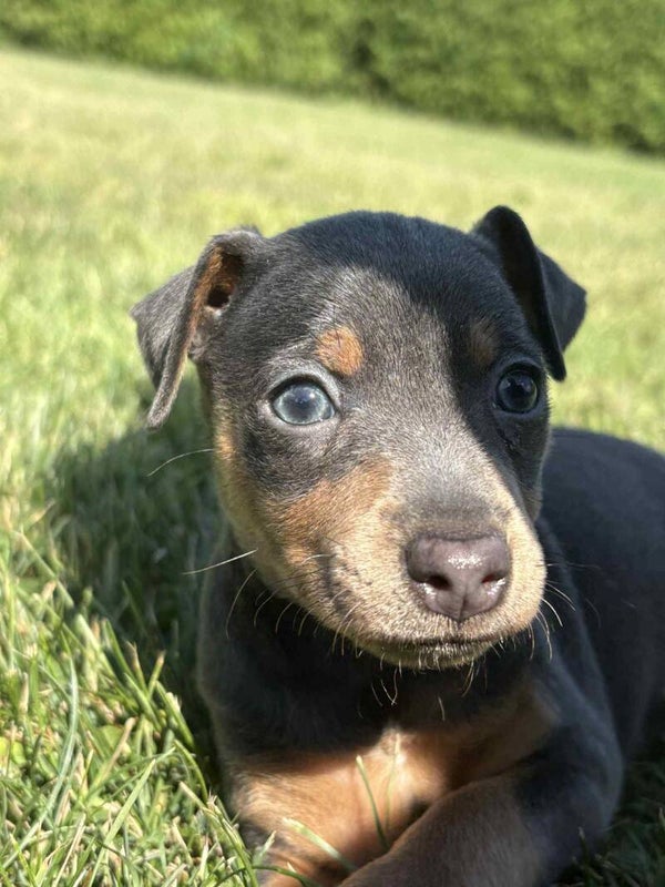 CHIOTS PINSCHER