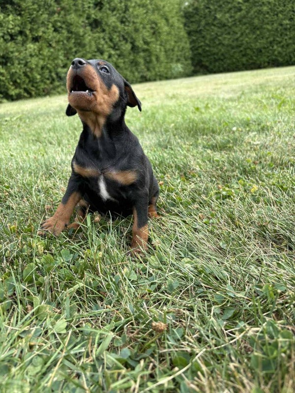 CHIOTS PINSCHER DISPONIBLE