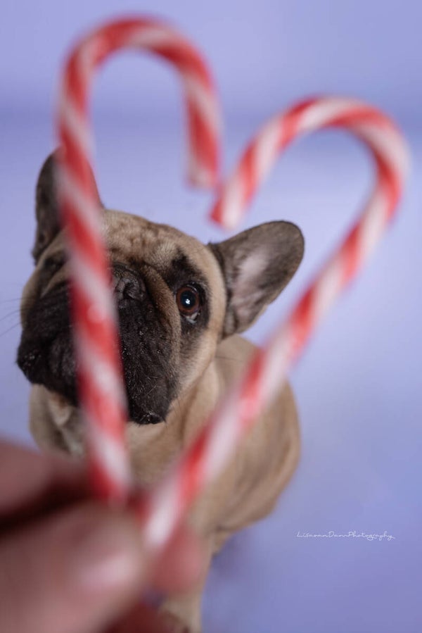 🎄✨ PHOTOSHOOT CHRISTMAS EVENT ✨🎄 (Zaterdag 13 december)