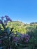 casagraziana