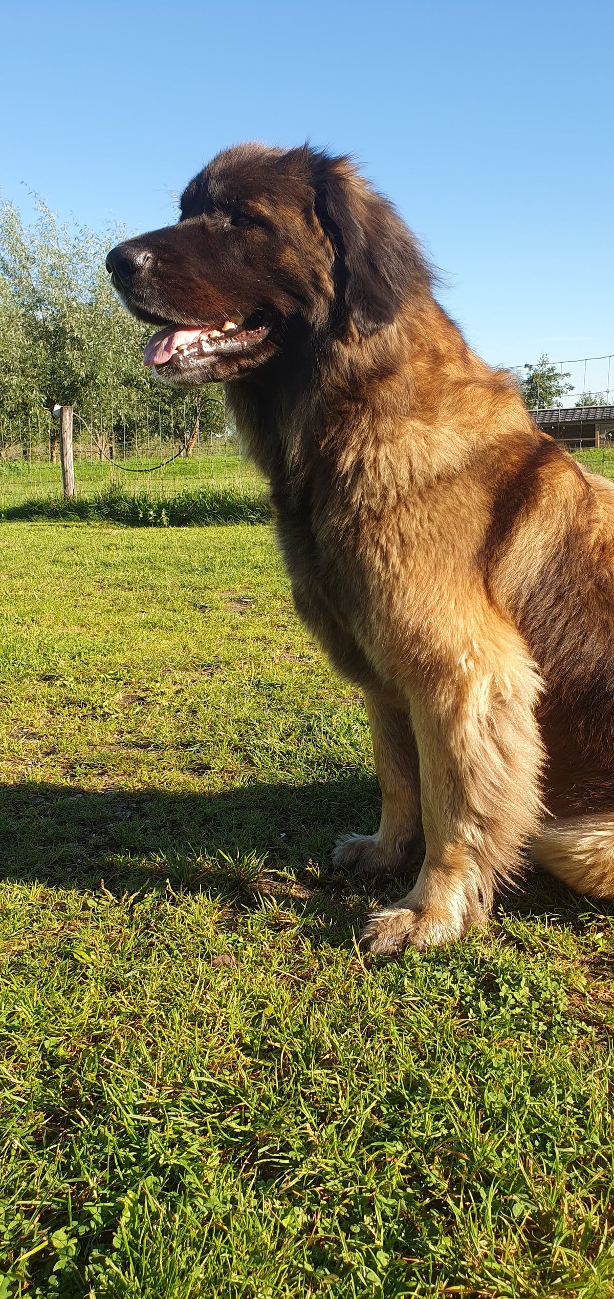 Leonberger pup