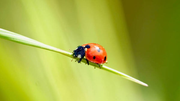 Petit éclat rouge au coeur de la nature