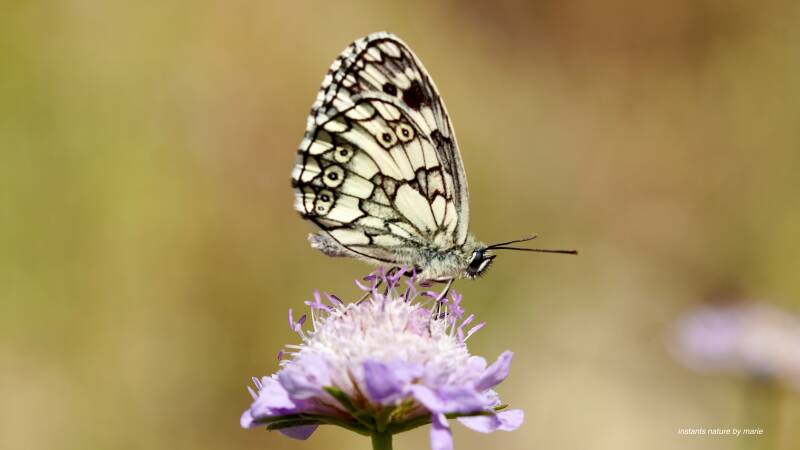 dsc01730-standard.jpg