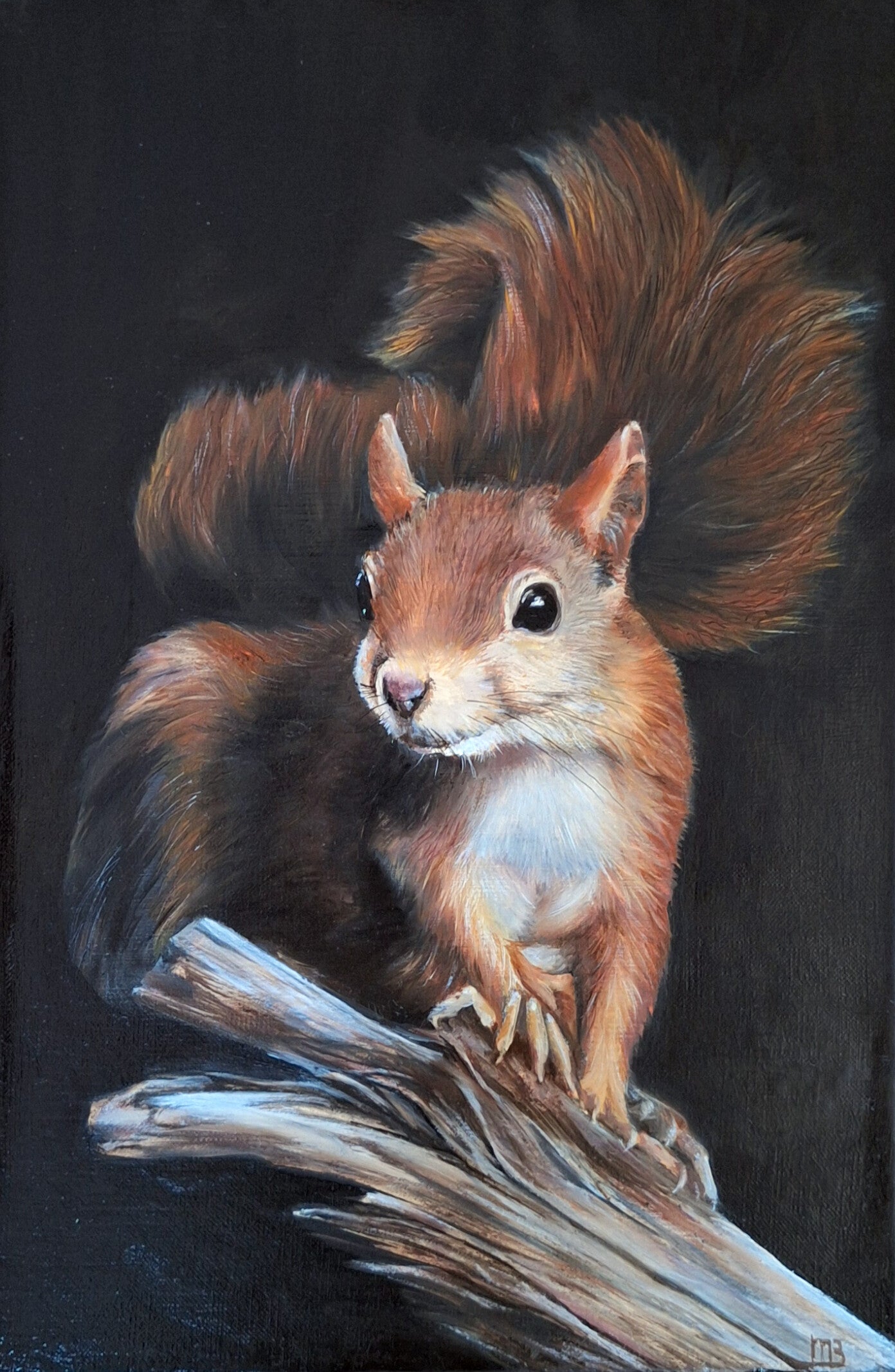 Rode eekhoorn - Red squirrel