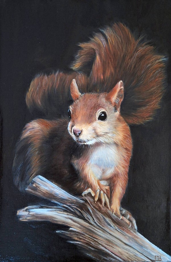 Rode eekhoorn - Red squirrel