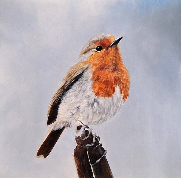 Roodborstje, "Robin"