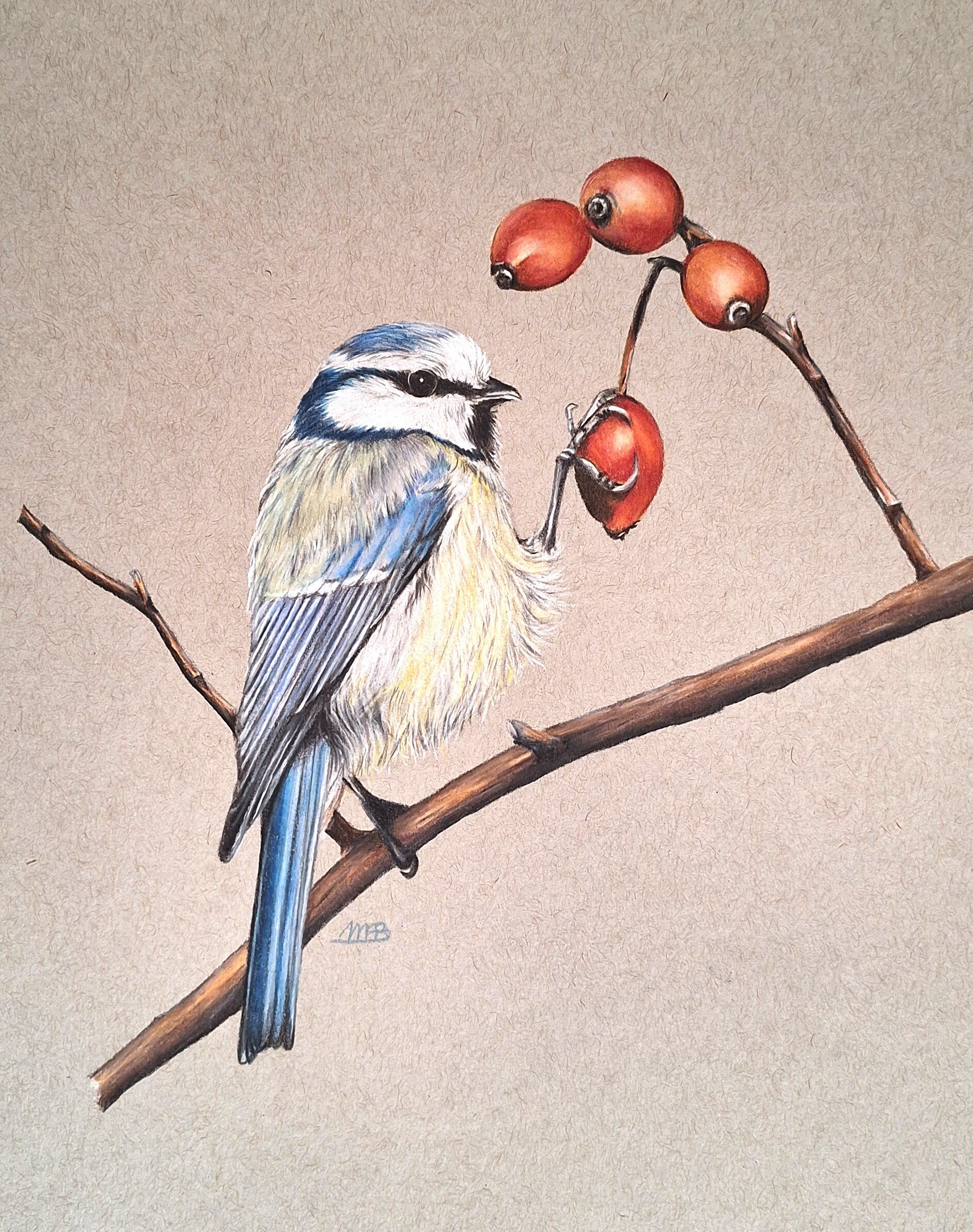 Pimpelmeesje - Blue tit
