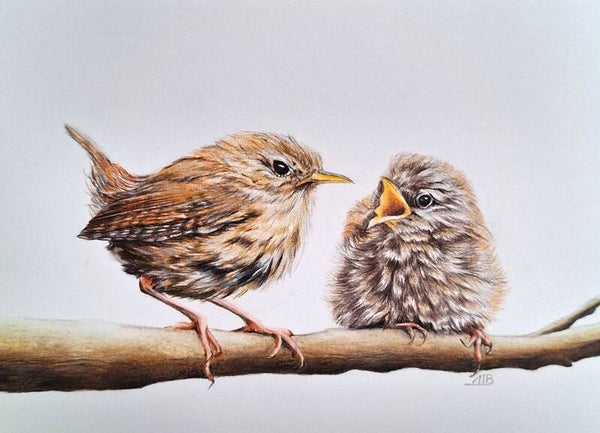 Winterkoninkje -- Wren