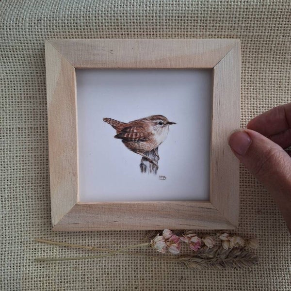 Winterkoninkje - Wren