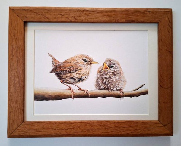Winterkoninkje duo - Wren duo