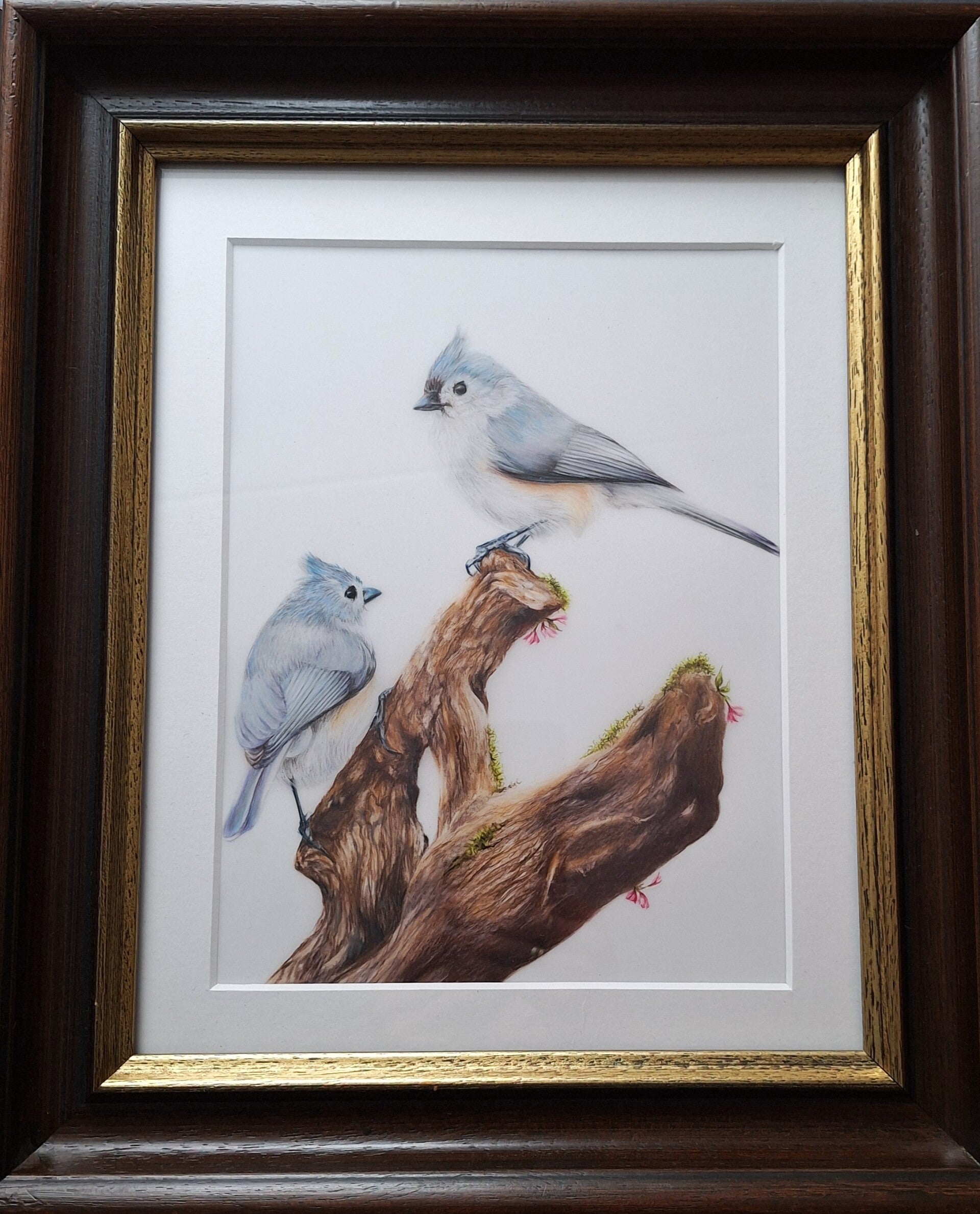 Tufted Titmouse - Tweekleurige mezen