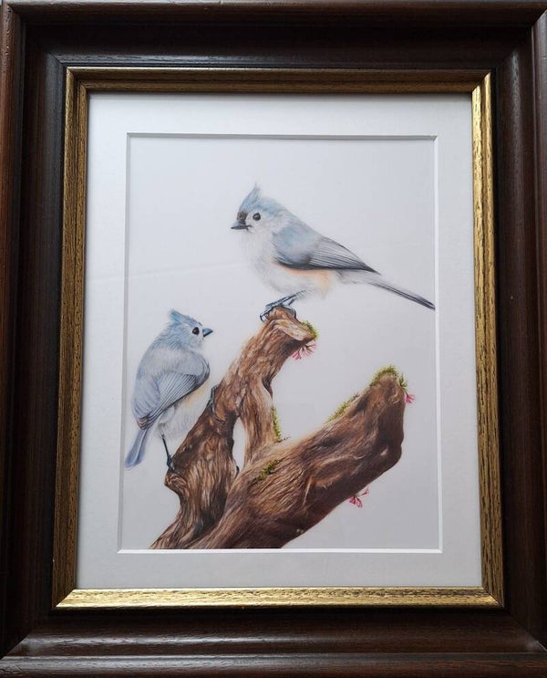 Tufted Titmouse - Tweekleurige mezen