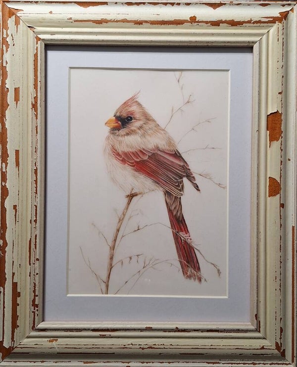 Rode kardinaal in de winter  - Red female cardinal in winter