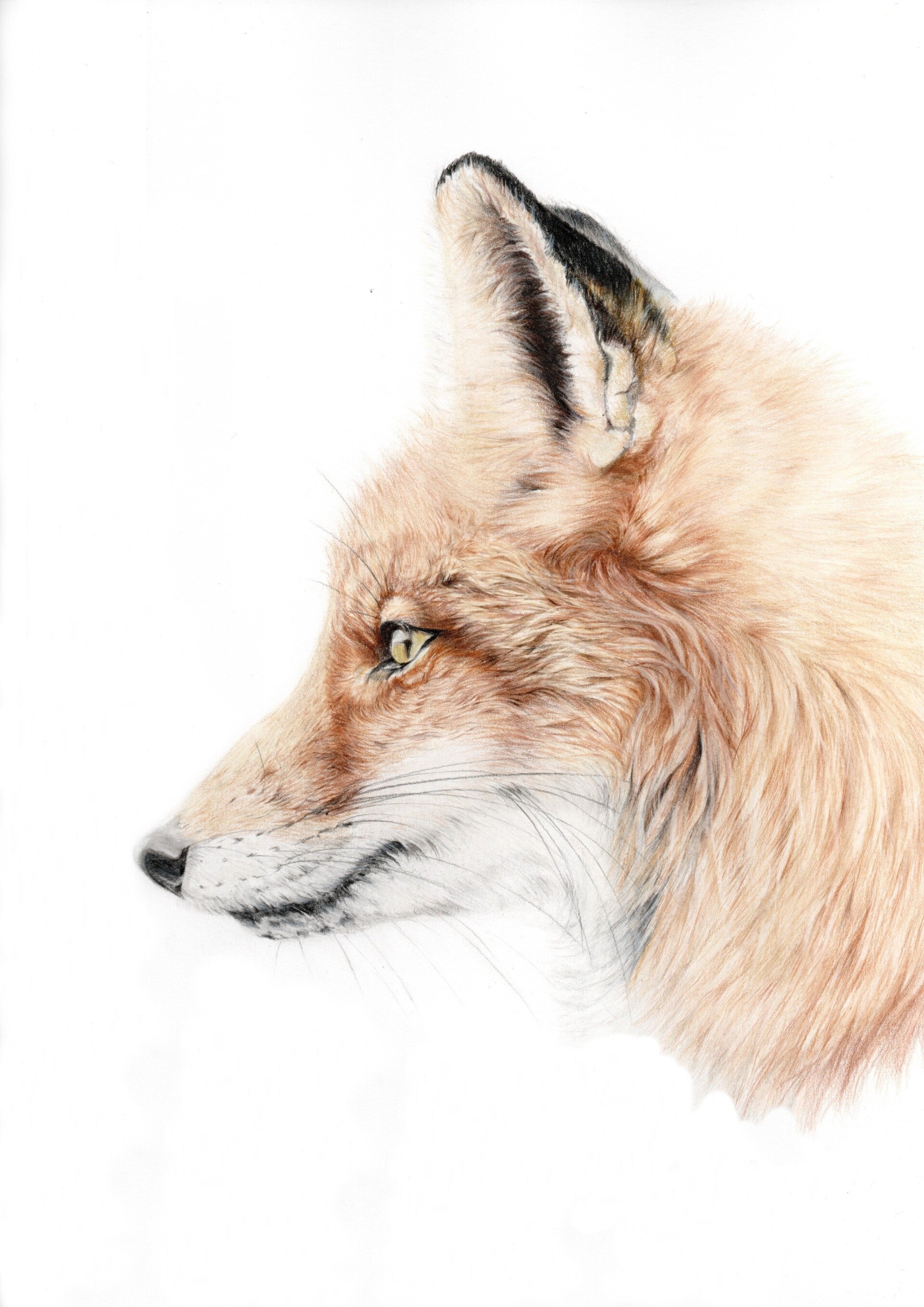 Voshoofd - Fox face