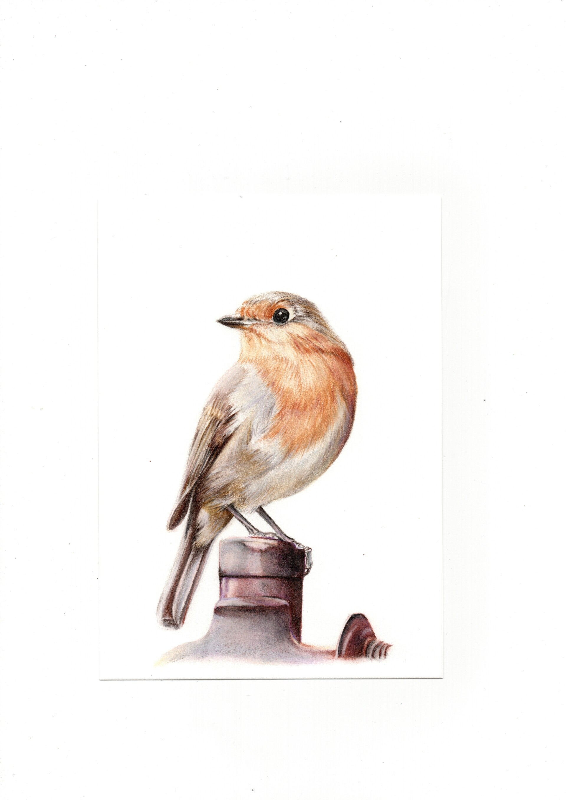 Roodborstje - Robin