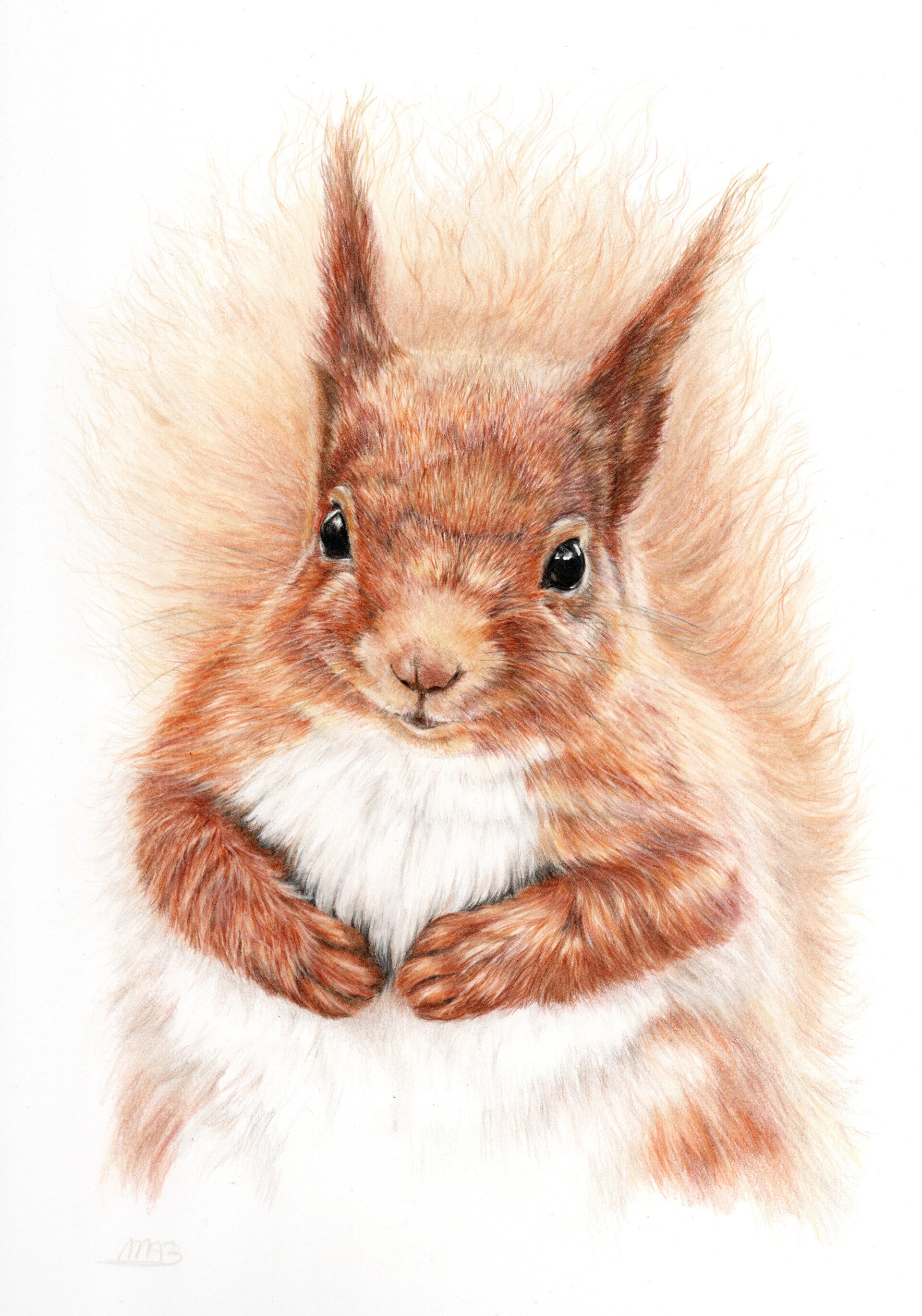 Eekhoorn - Squirrel - Verkocht
