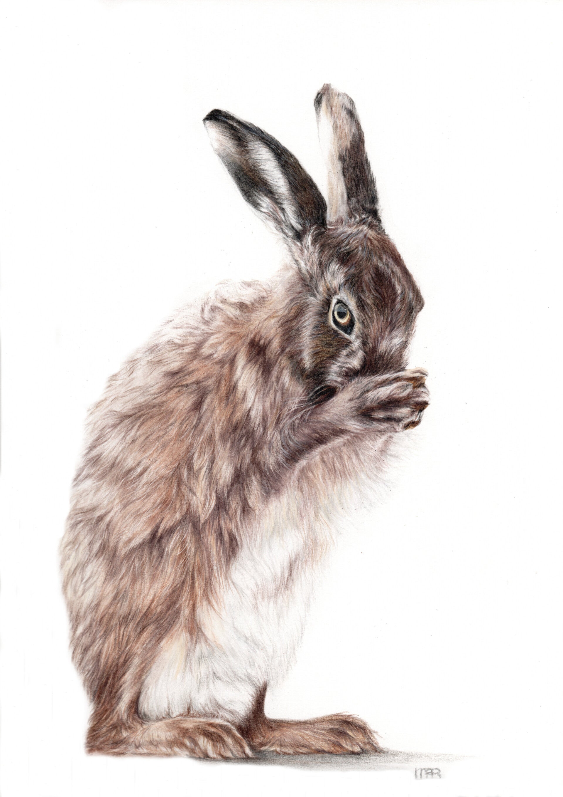 Wassende haas - Washing hare