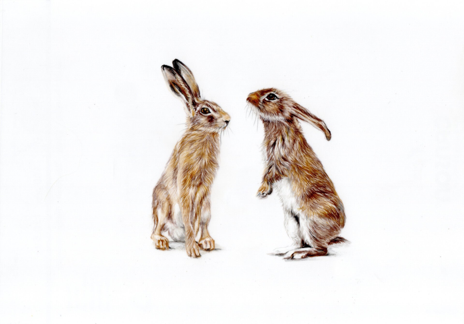 Hares