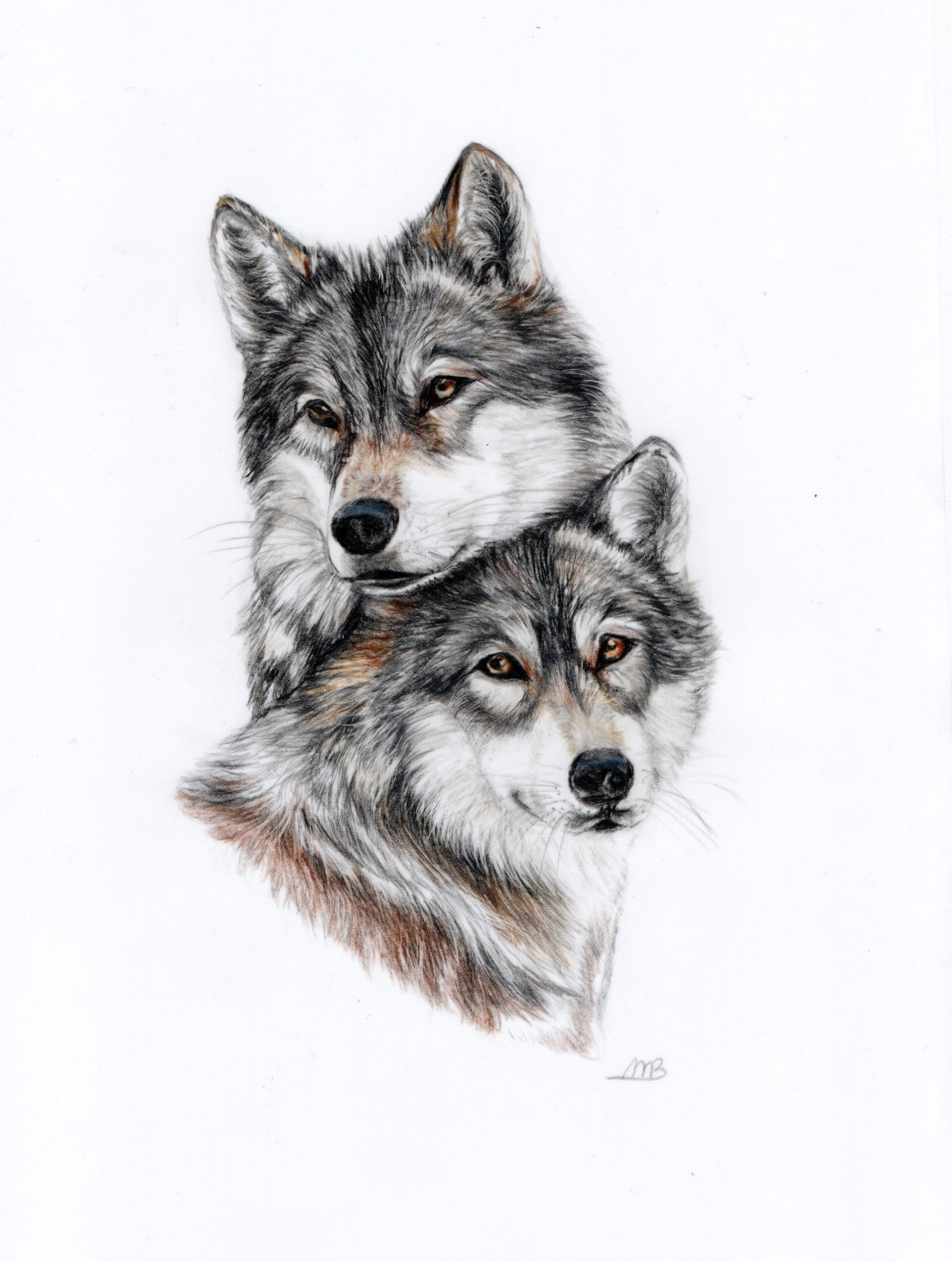 Wolven  - Wolves