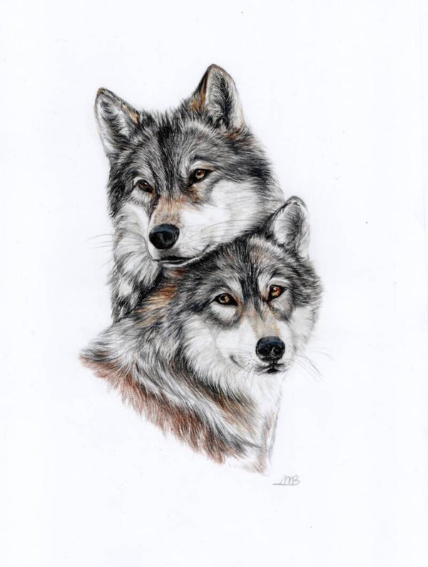 Wolven  - Wolves