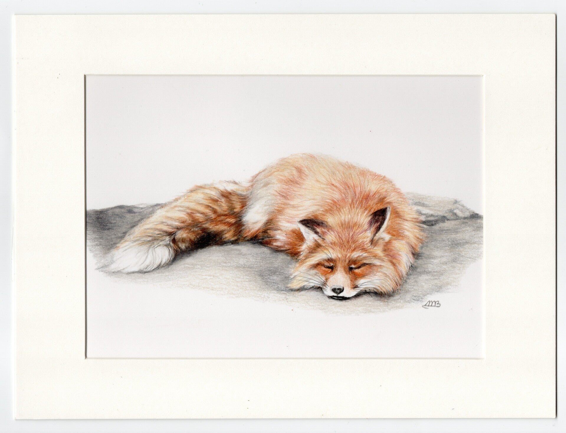 Slapend vosje - Sleeping fox