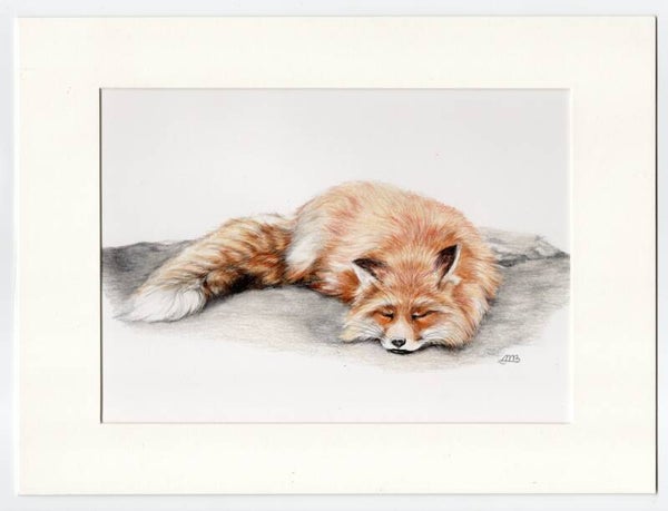 Slapend vosje - Sleeping fox