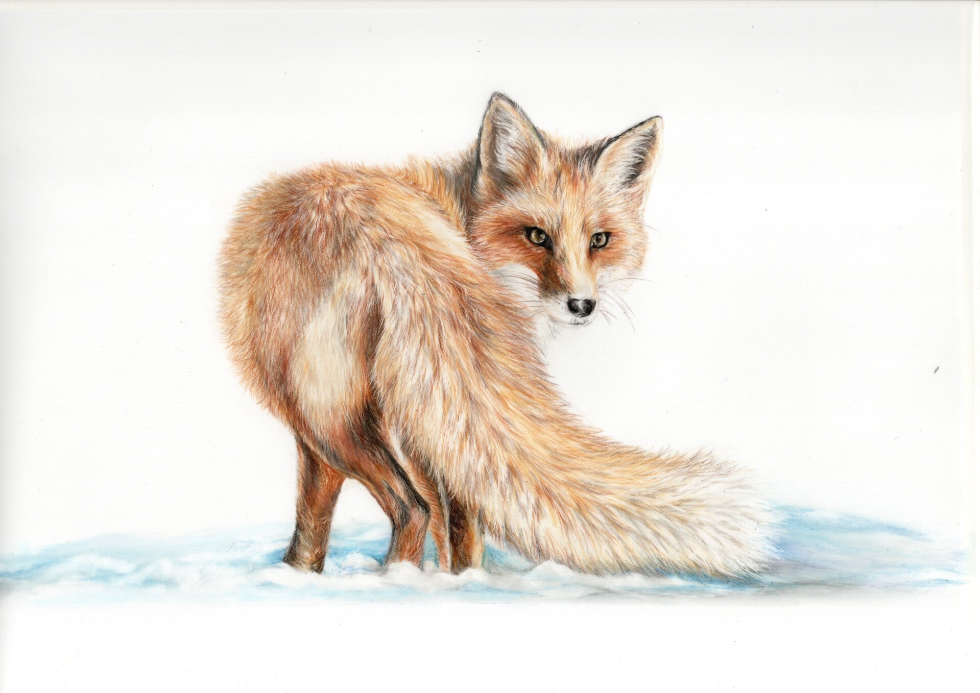 Fox in the snow