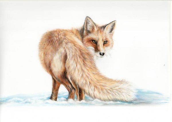 Fox in the snow