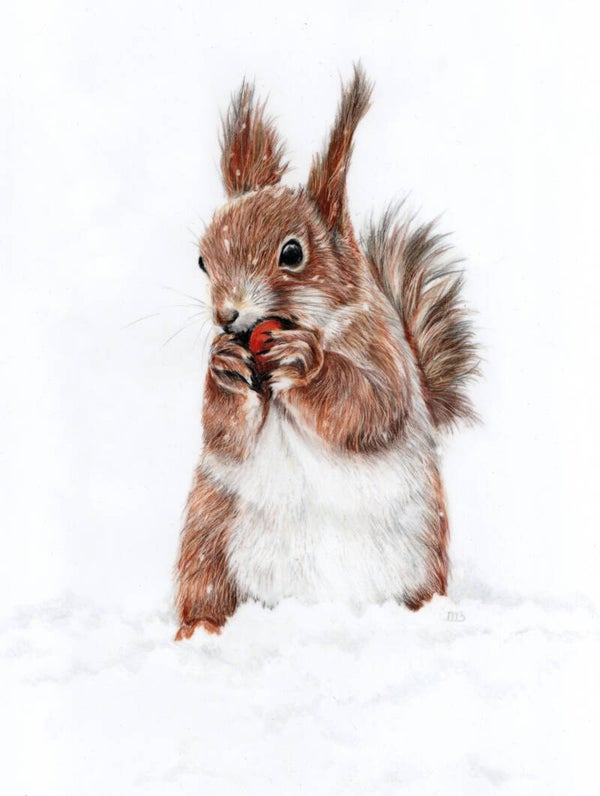 Eekhoorntje in de sneeuw - Squirrel in the snow