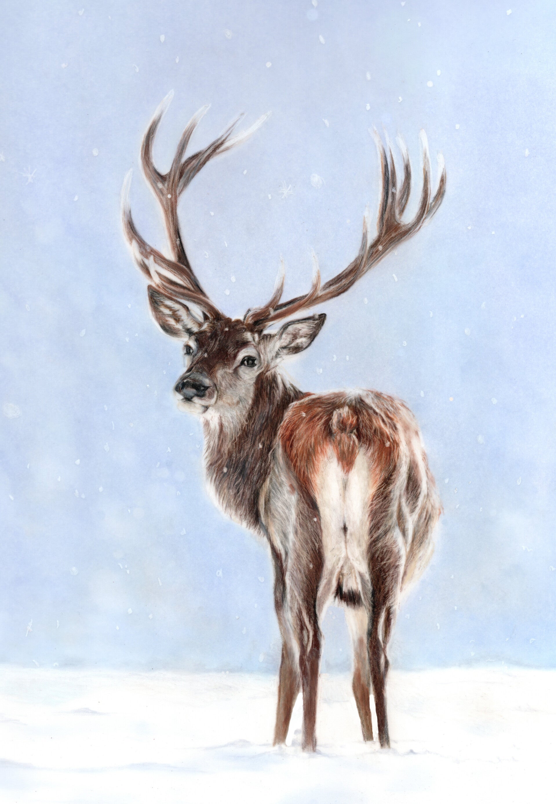 Hert in de sneeuw - Deer in snow