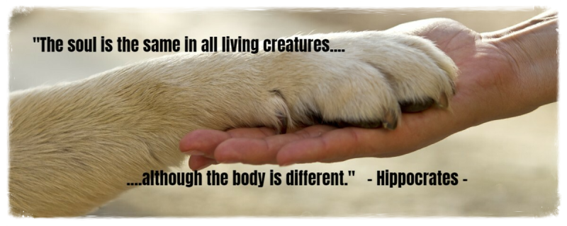 stervensbegeleiding dieren