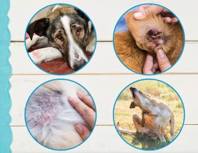 Allergieën bij honden