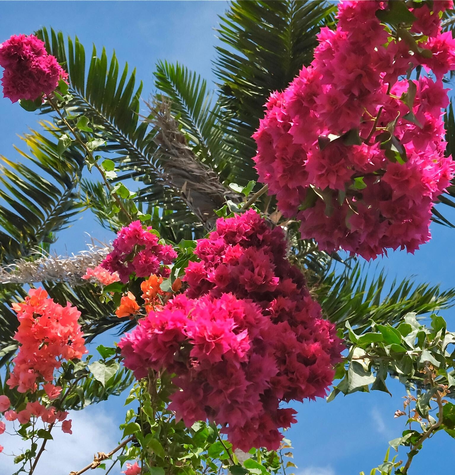 flowers