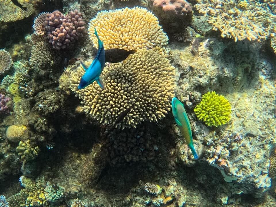 reef life
