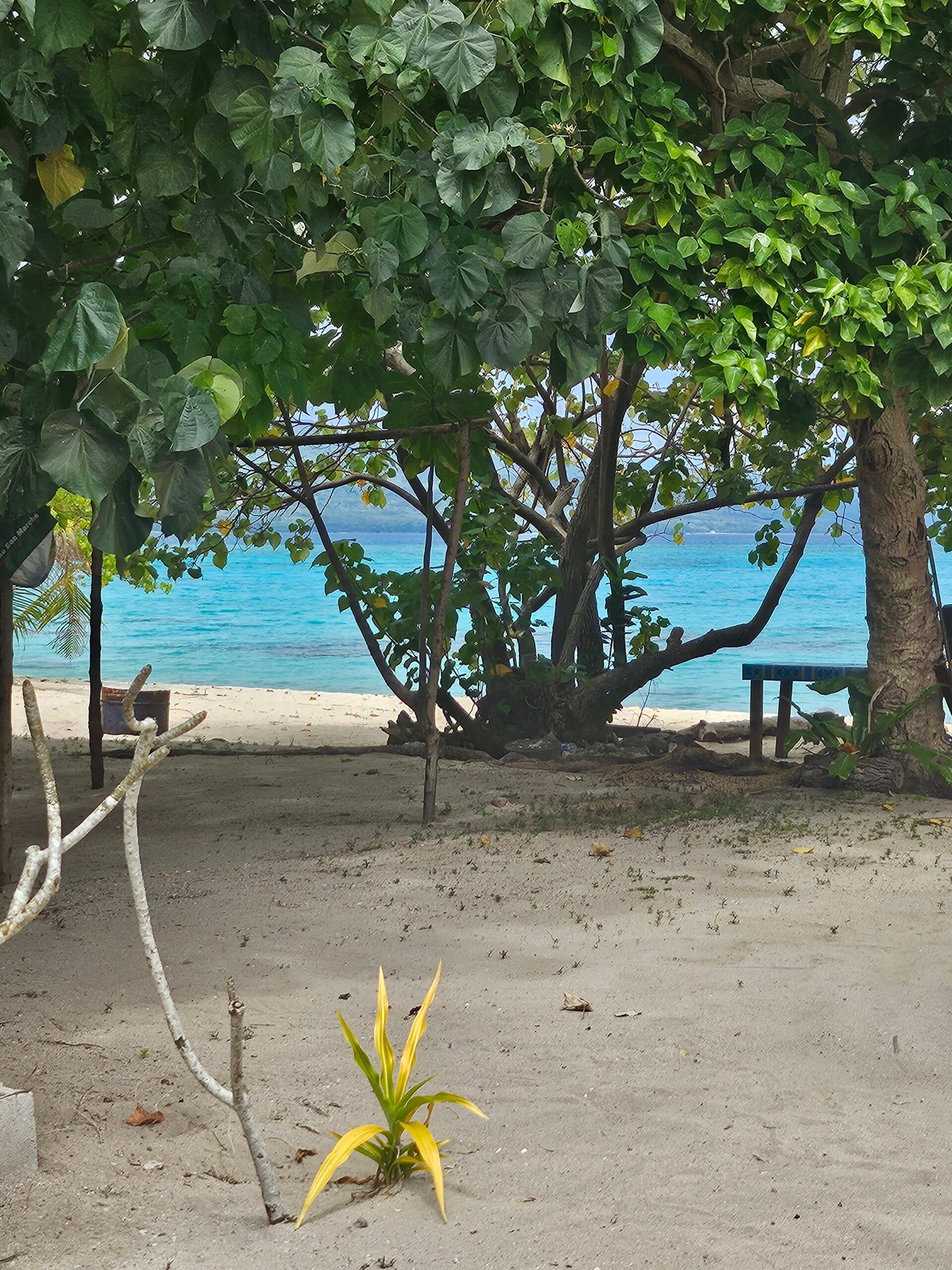 Pele