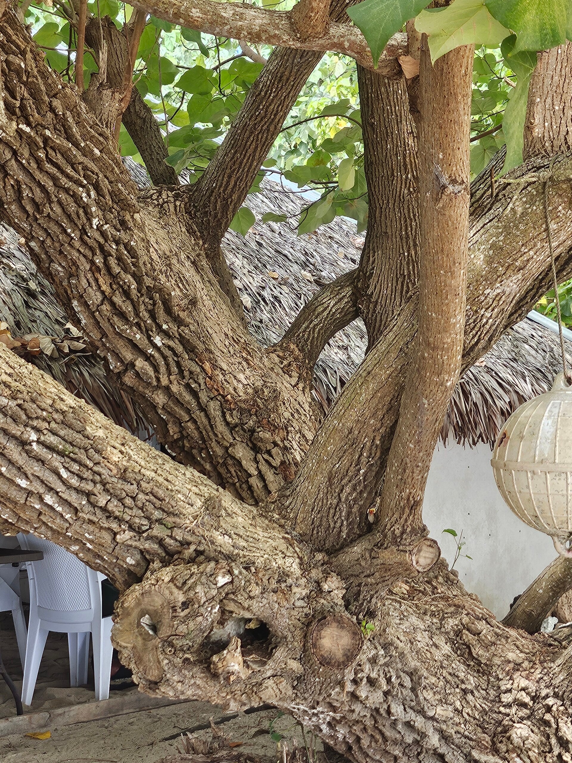 tree on Pele