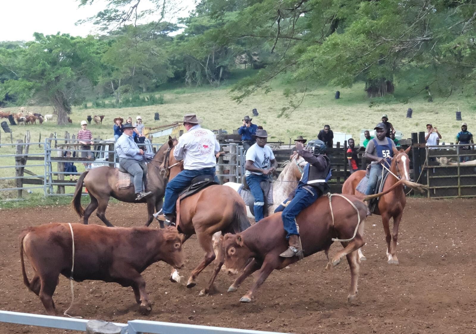 rodeo