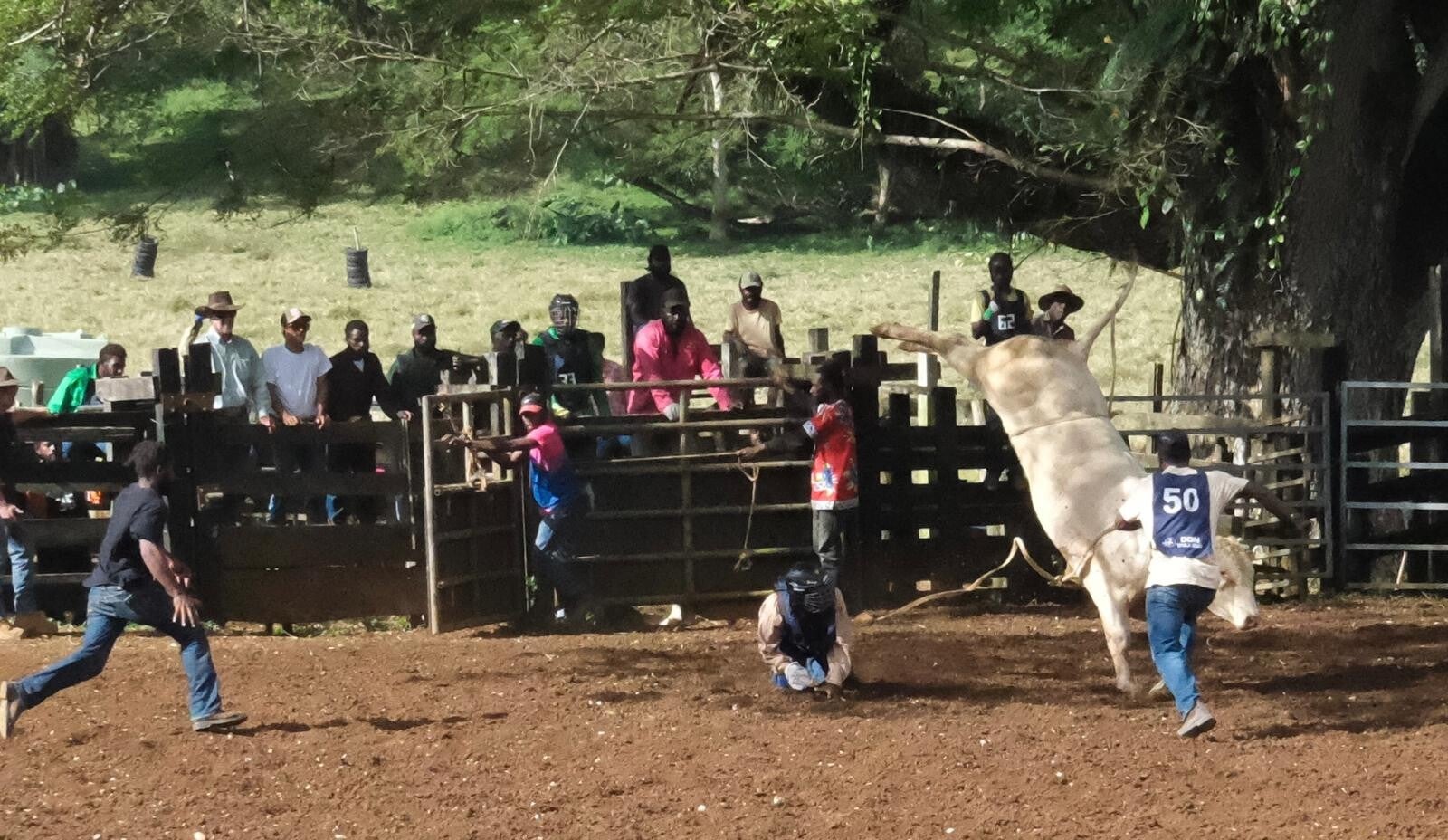 rodeo