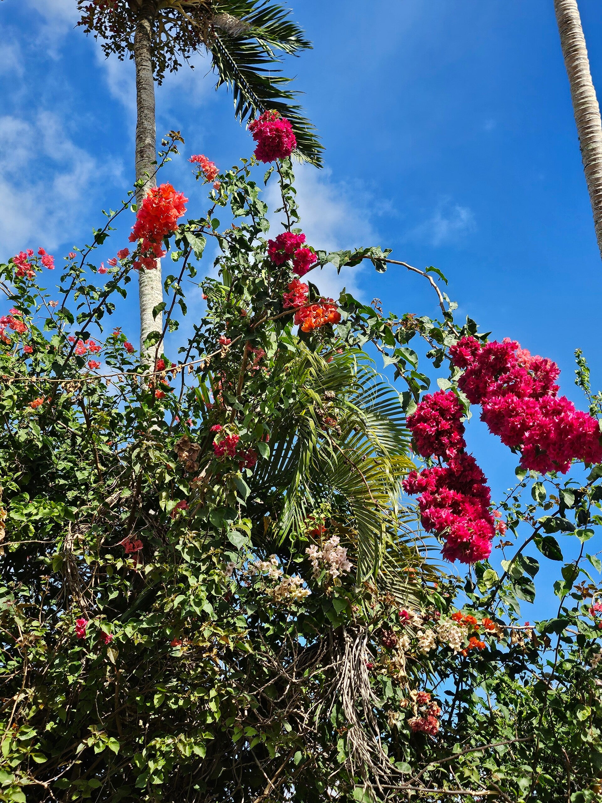 flowers