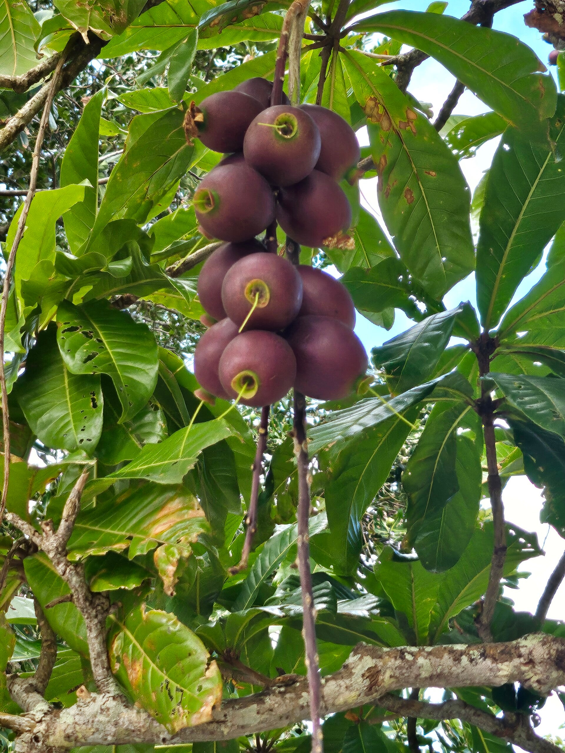 nuts