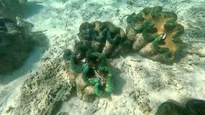 giant clams