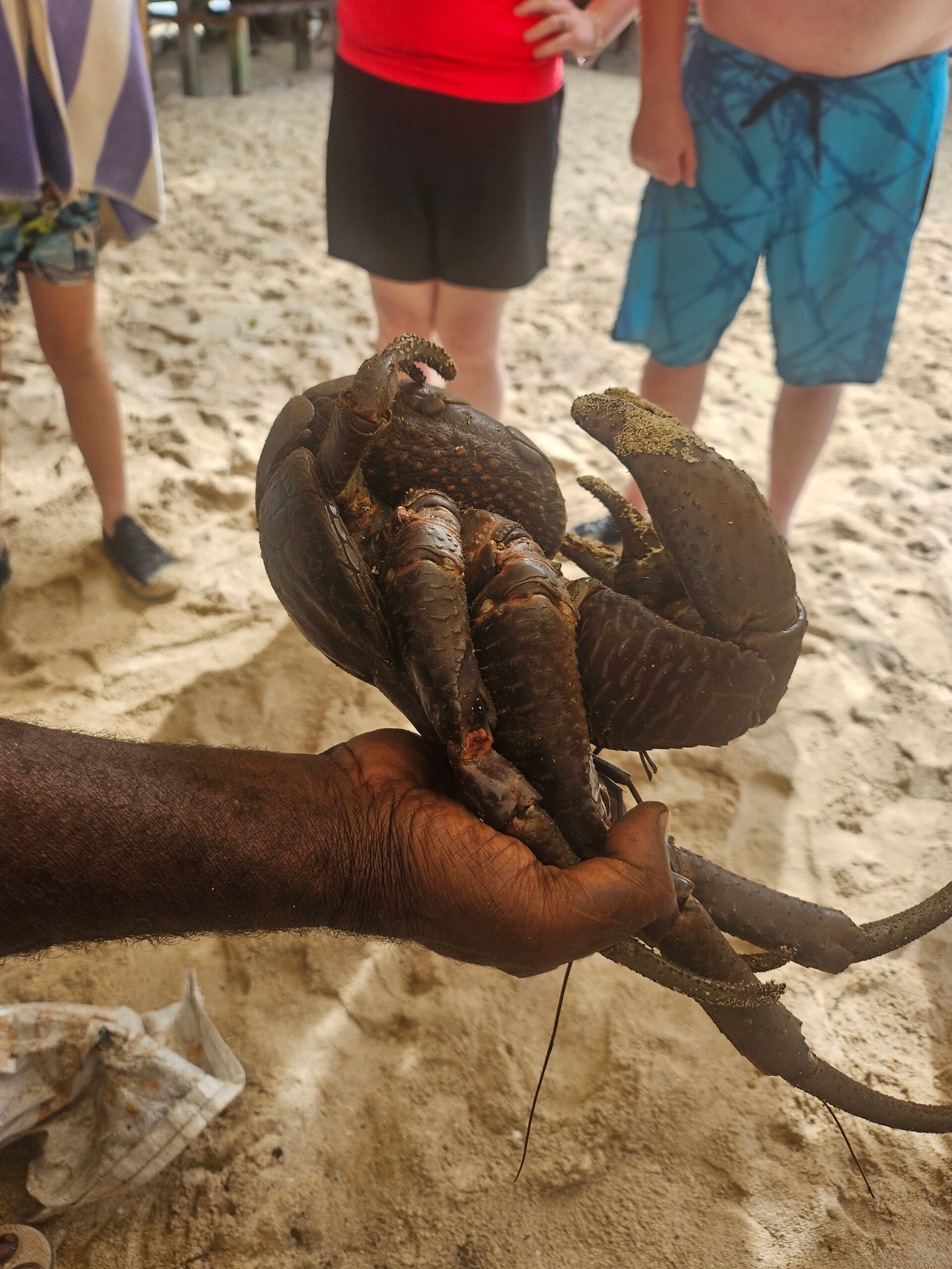 coconut crab