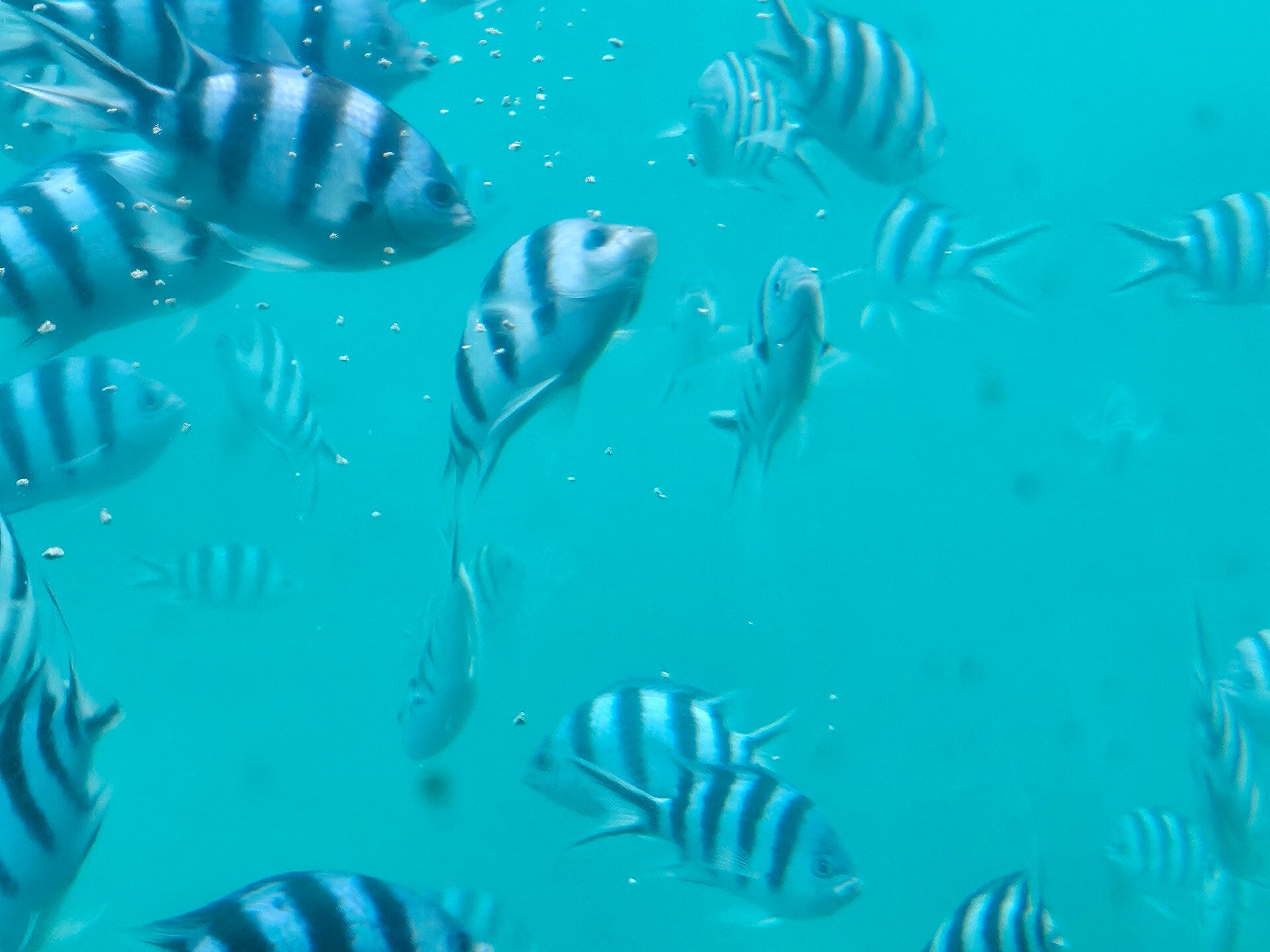 fish