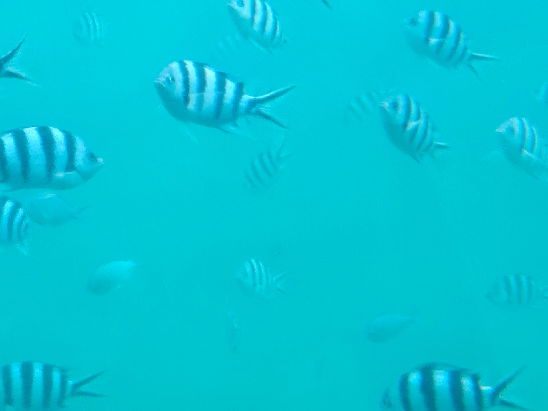 fish1