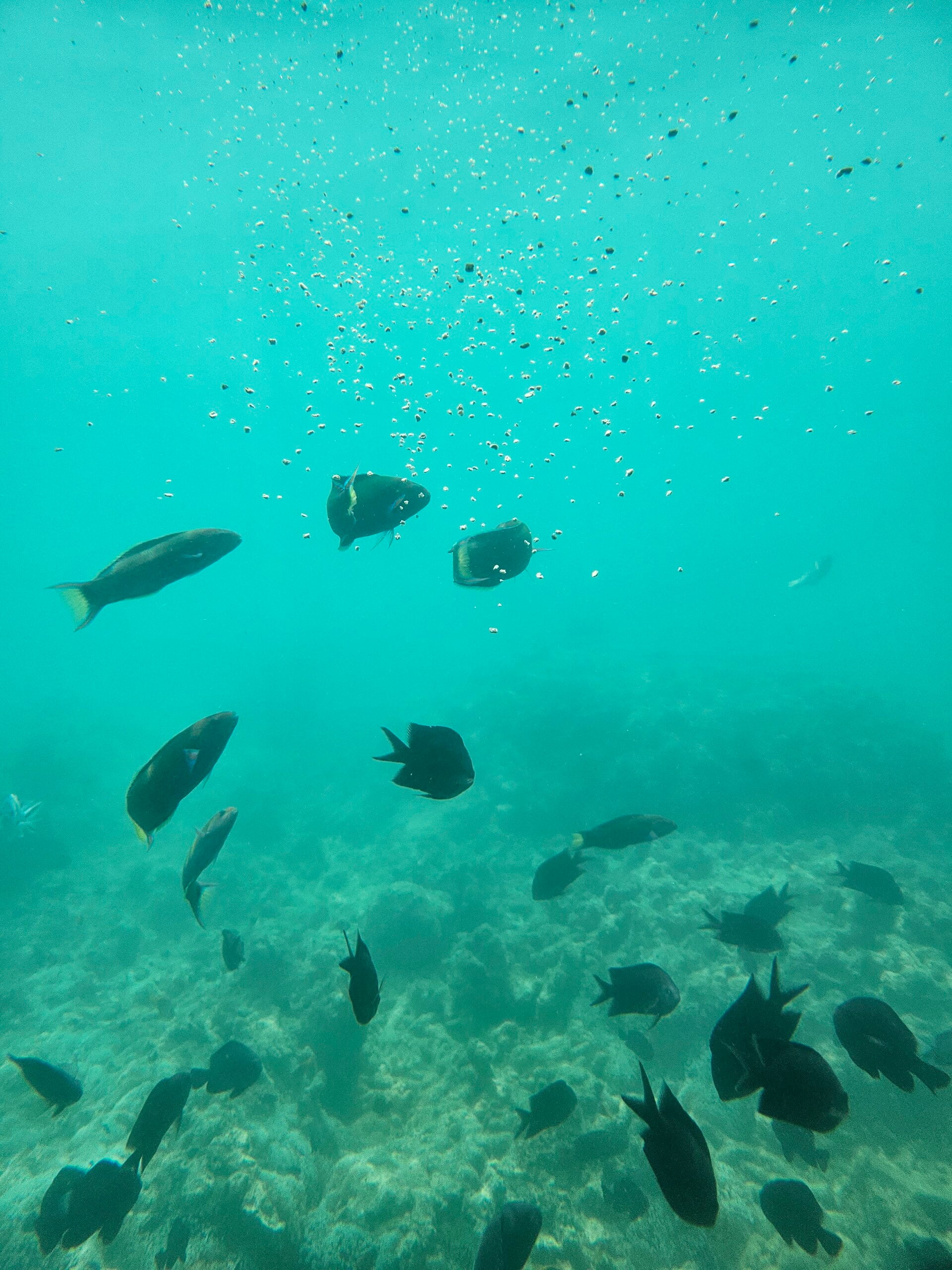 fish2